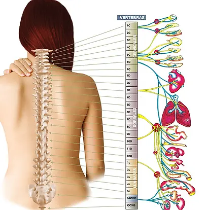 organoscolumna.webp