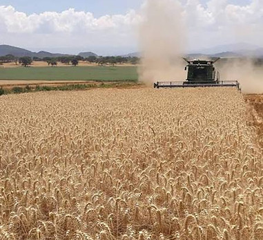 aqualatus - Mpongwe wheat 02.jpg