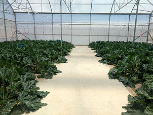 Zucchini Crop Trials
