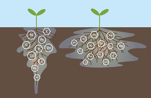 roots-aqualatus.png
