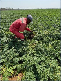 Potatoes | Zambia