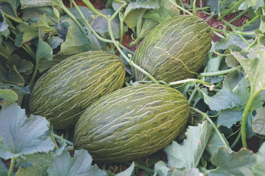 Cantaloupe Melons | Spain