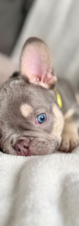 Chiot bouledogue français avec yeux bleus