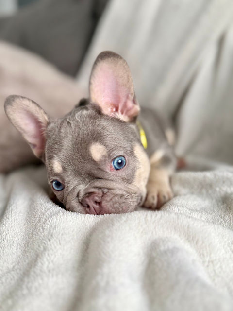Chiot bouledogue français avec yeux bleus