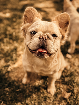 Bouledogues francais adulte de l'élevage M&S Bulldog