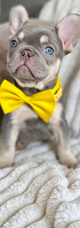 Chiot bouledogue français avec un noeud papillon
