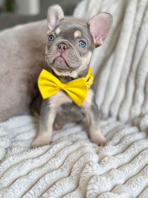 Chiot bouledogue français avec un noeud papillon