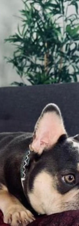 Chiot Bulldog Français