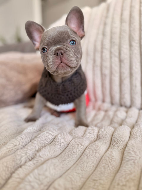 Chiot bouledogue français avec chandail de laine assis sur un divan