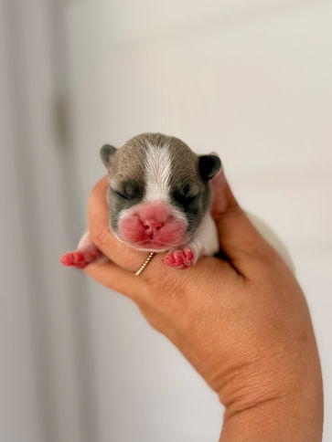 Chiot bouledogue français bleu fawn caille de chez M&S Bulldog