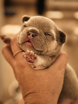Chiot bouledogue français disponible chez M&S Bulldog