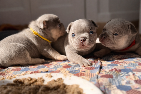 Trois chiots bouledogue français avec bol de nourriture