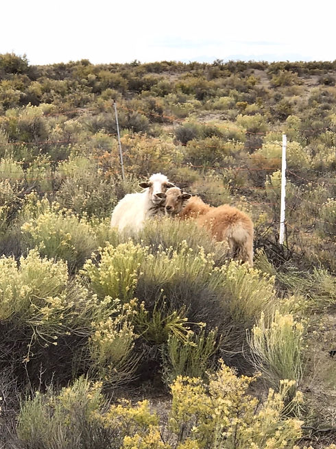 0A918959-1376-47F2-BA62-E3236405108F_edi