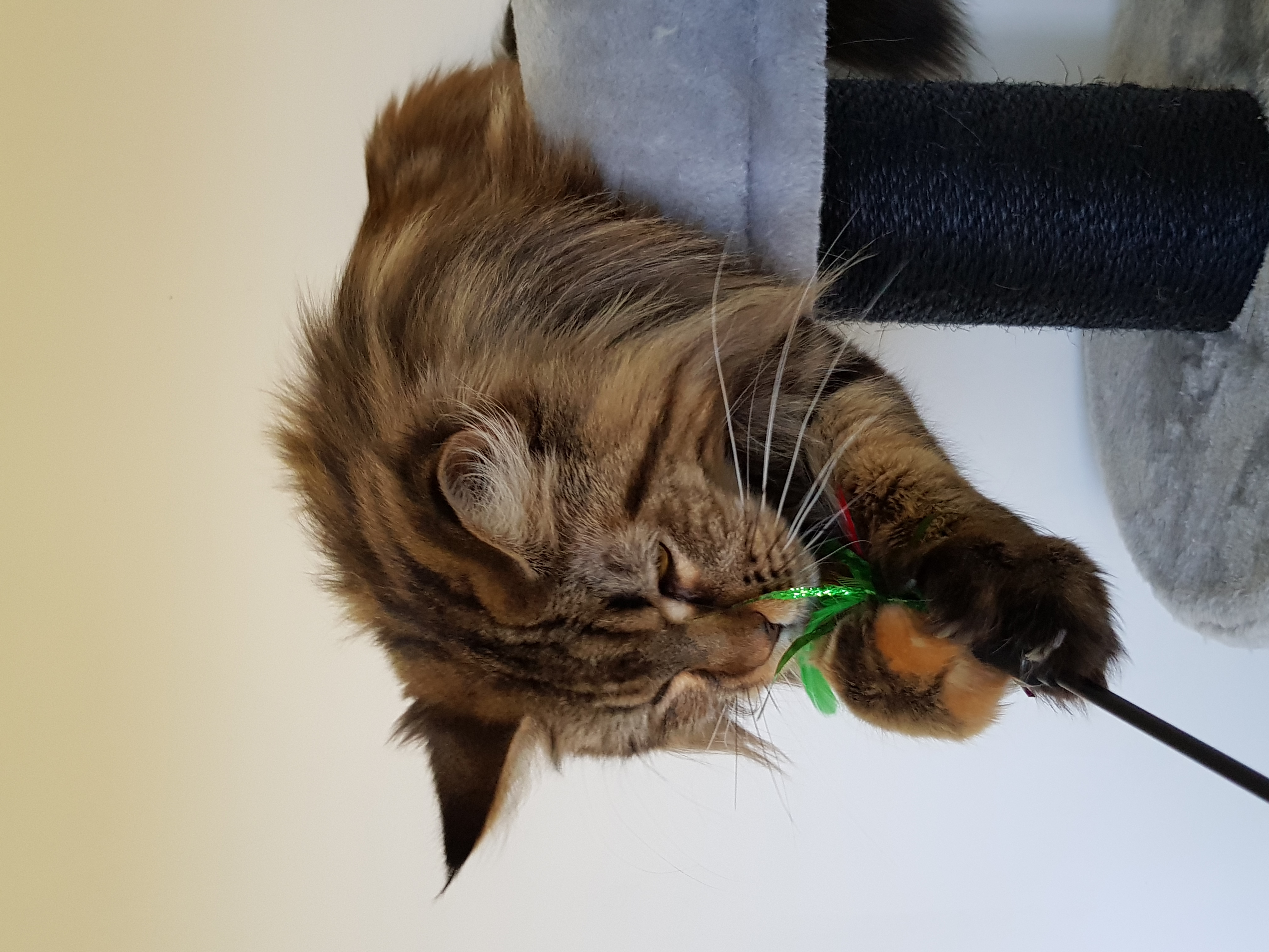 Maya des roches maine coon