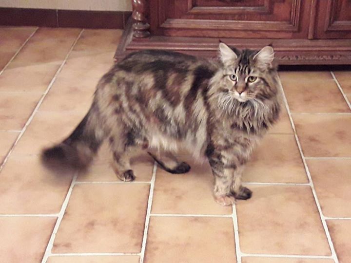 Maya des roches maine coon