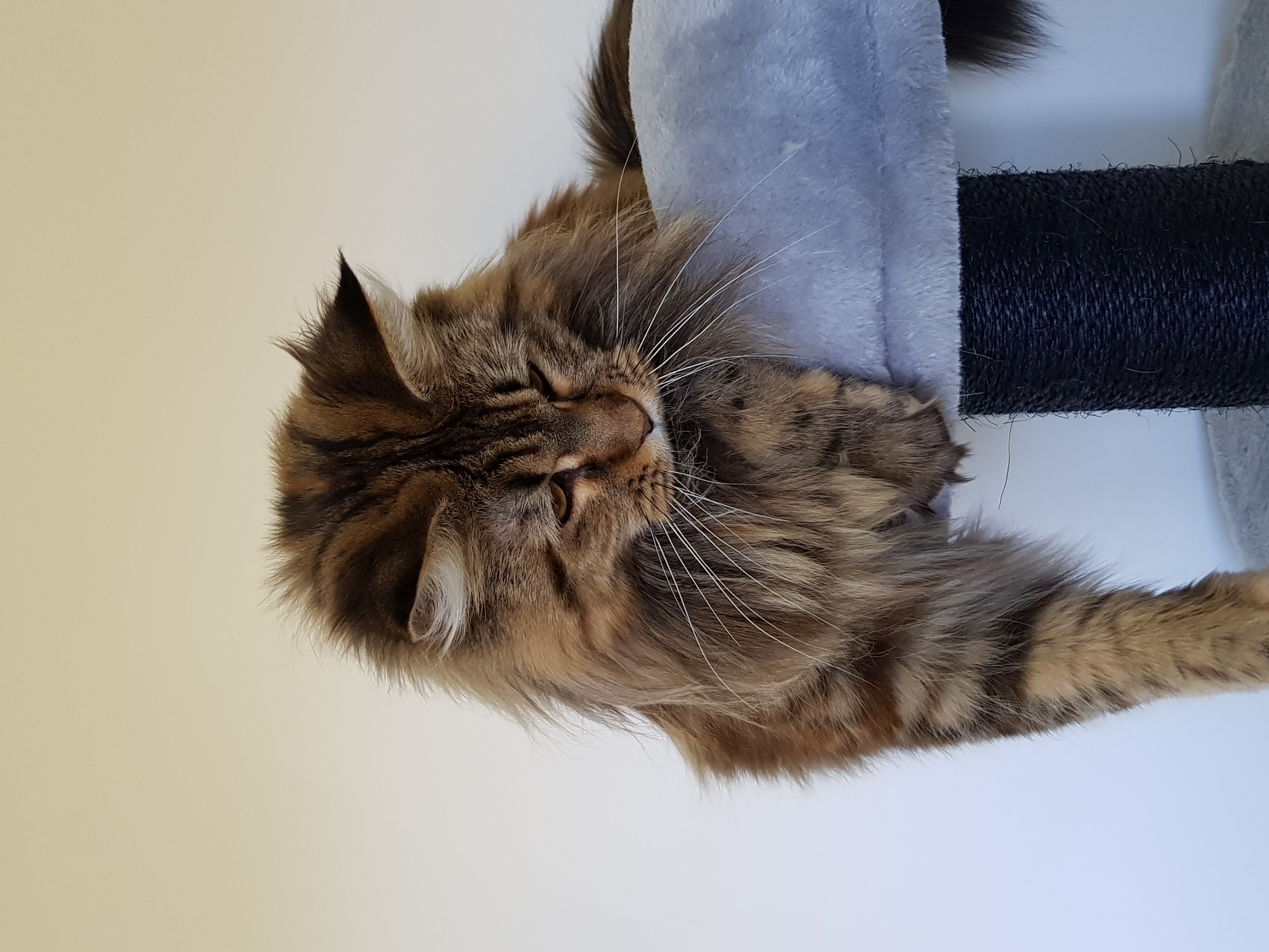 Maya des roches maine coon