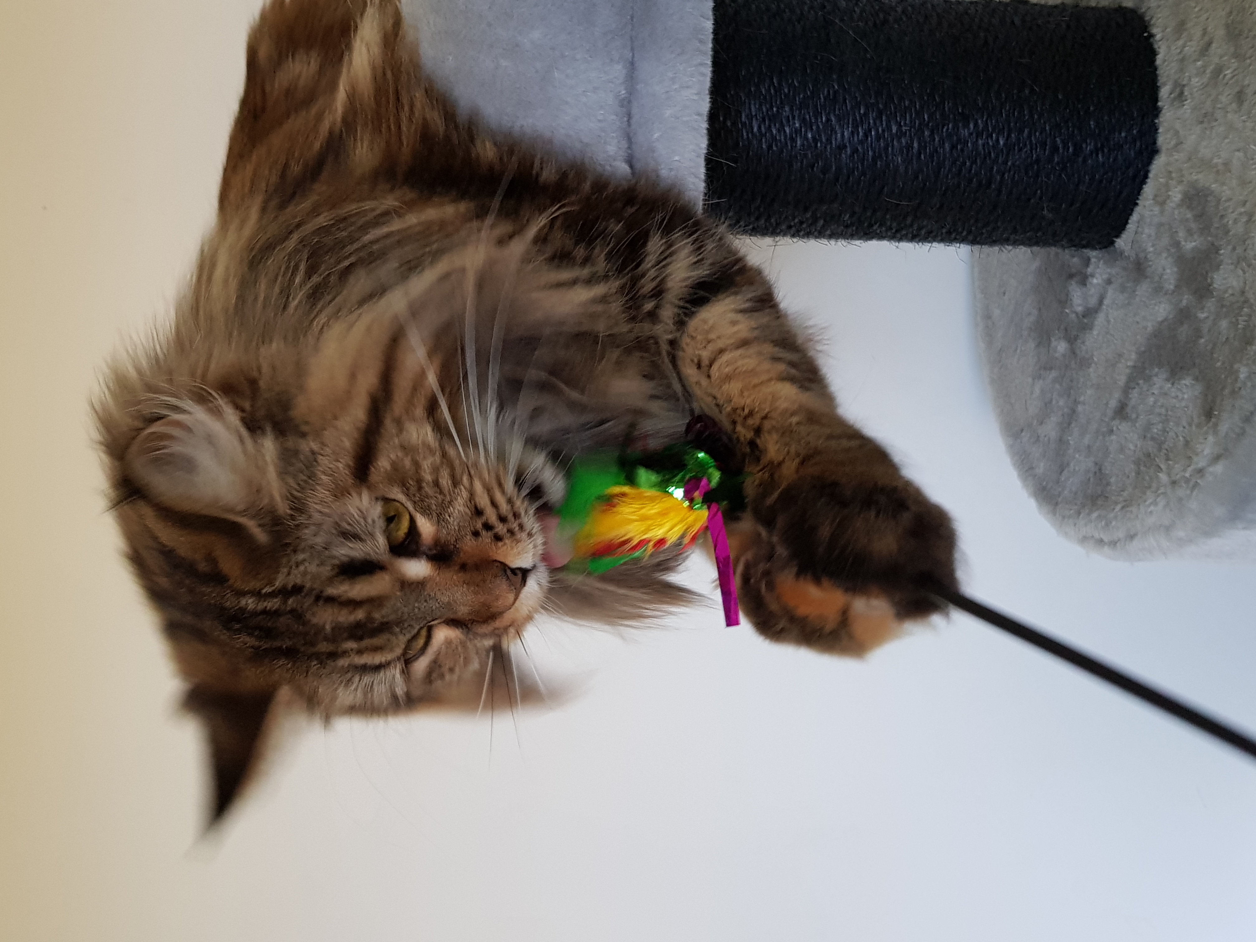 Maya des roches maine coon