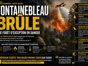 Fontainebleau en flammes : anatomie d'une catastrophe écologique