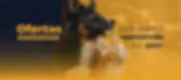 banner-pet-1-b54b00eb-91bc-4e73-8443-66682f98c6f9.webp