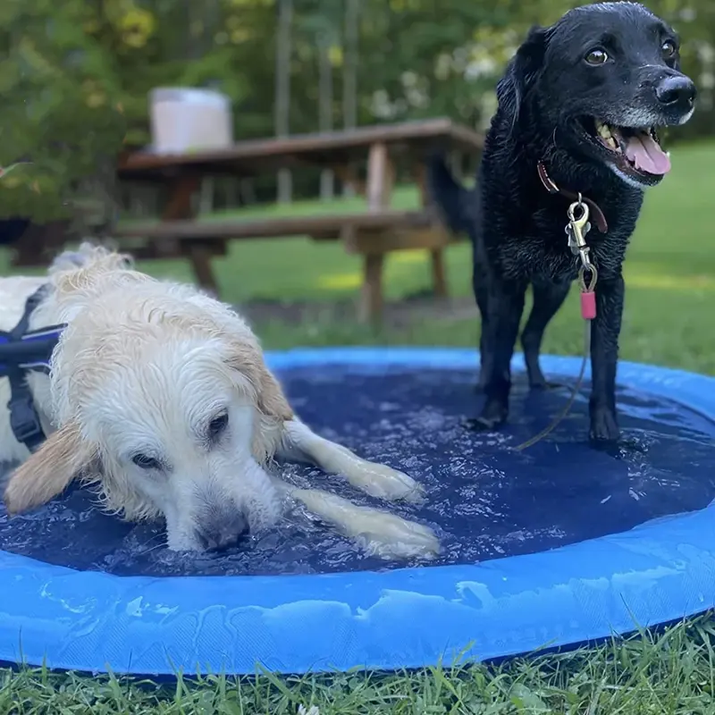 Miniatura: Piscina Divertida para Pets