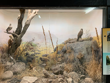 Natural habitat Gordon Museum.jpeg