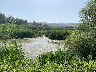 Swamp 1 Hula Valley.jpeg