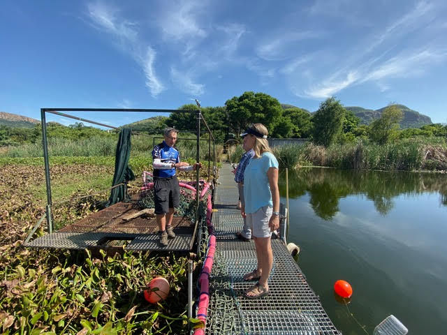The Hartebeesport Dam is cleared of invasive hyacinth