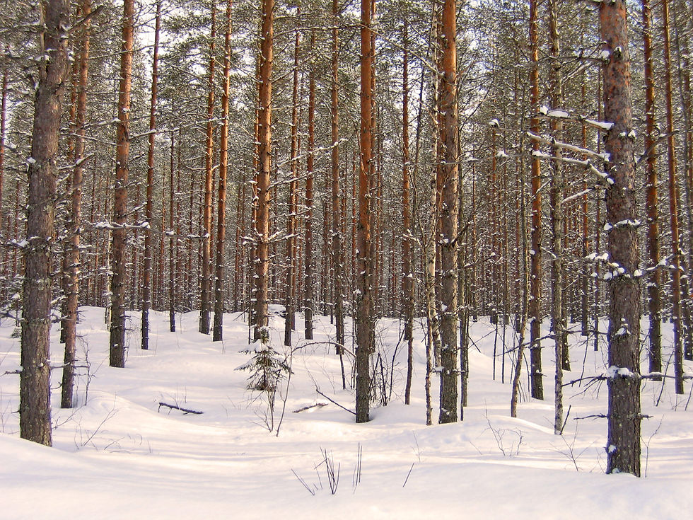 tallplantage