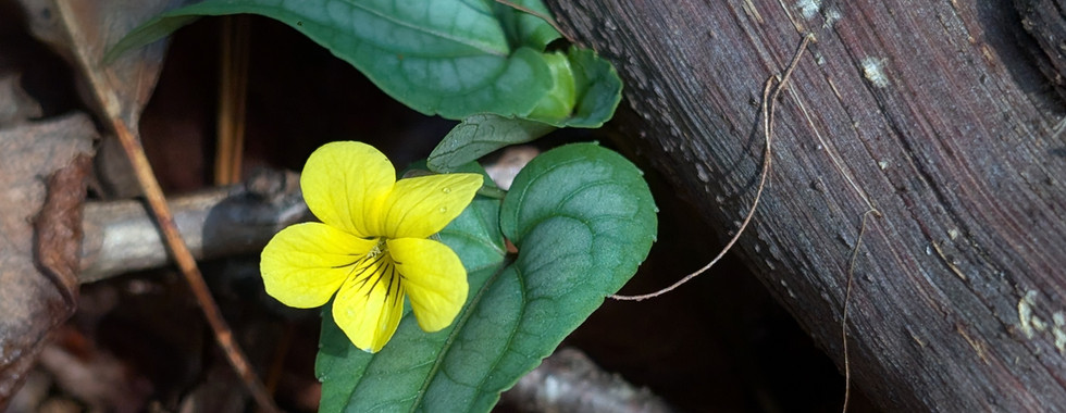 halberd-leaved violet