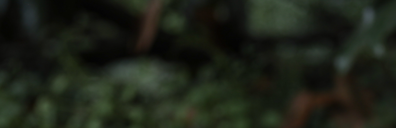 ALWA Website Banner 1.png