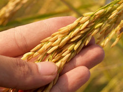 Best Quality Grains