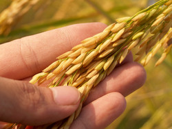 Best Quality Grains