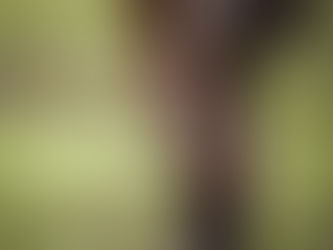 Os principais nomes da fotografia esportiva no Brasil (Segundo pesquisa da IA)