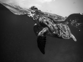 Resilient Isn’t Enough: Building an Anti-Fragile Business