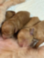 Penny's Born 2 Dec2025