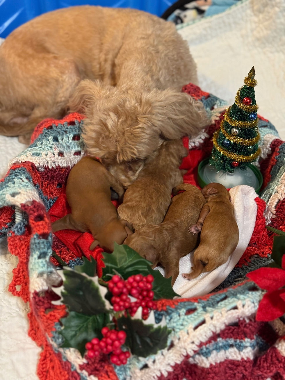 Penny's Born 6 Dec2025