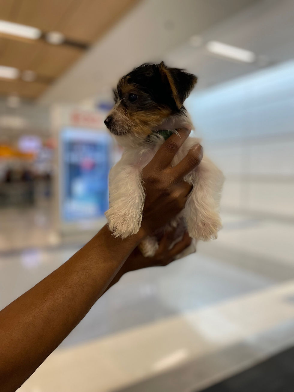 Thumbnail: Male Parti Yorkie