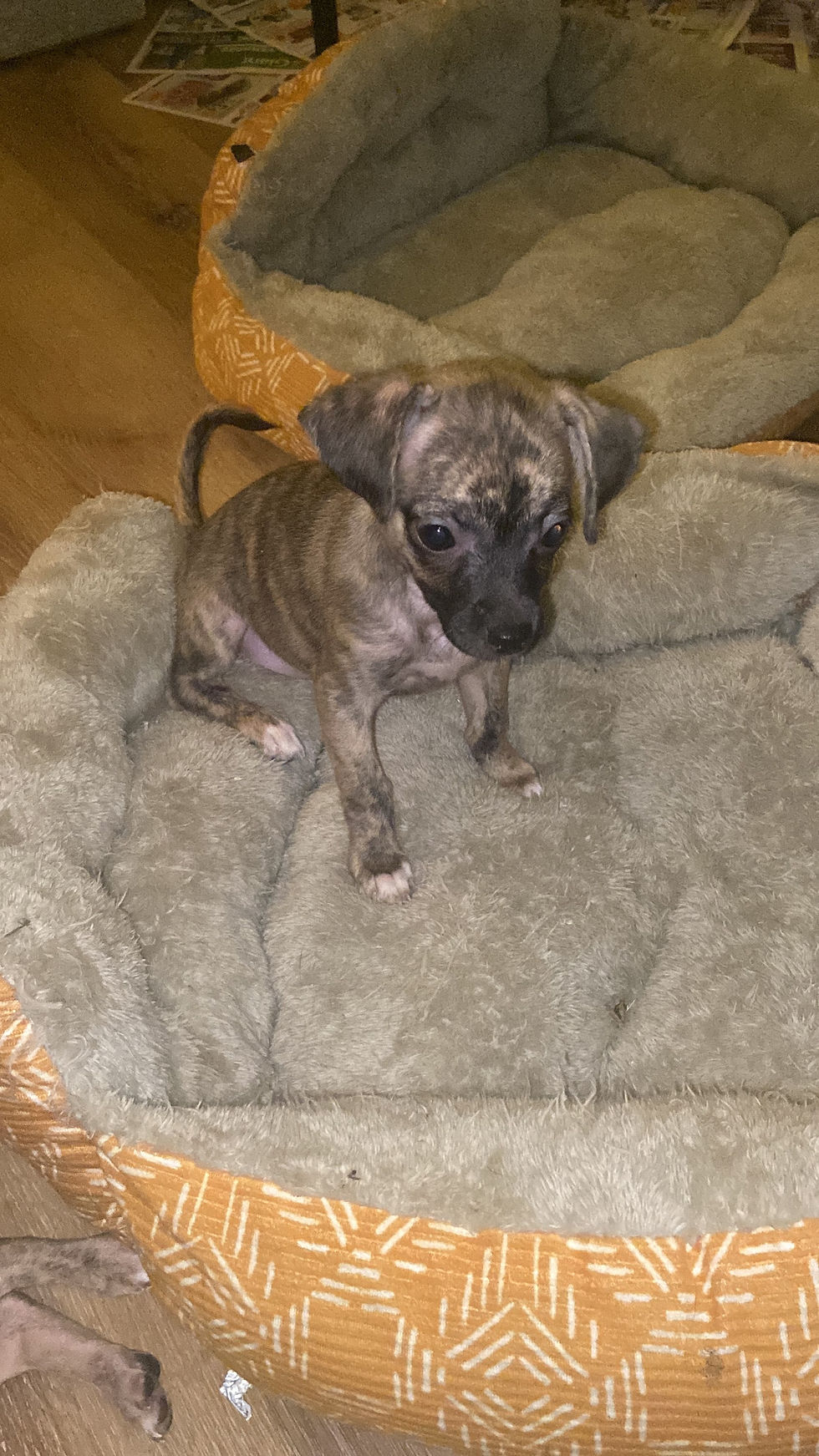 Thumbnail: Chihuahua Puppy
