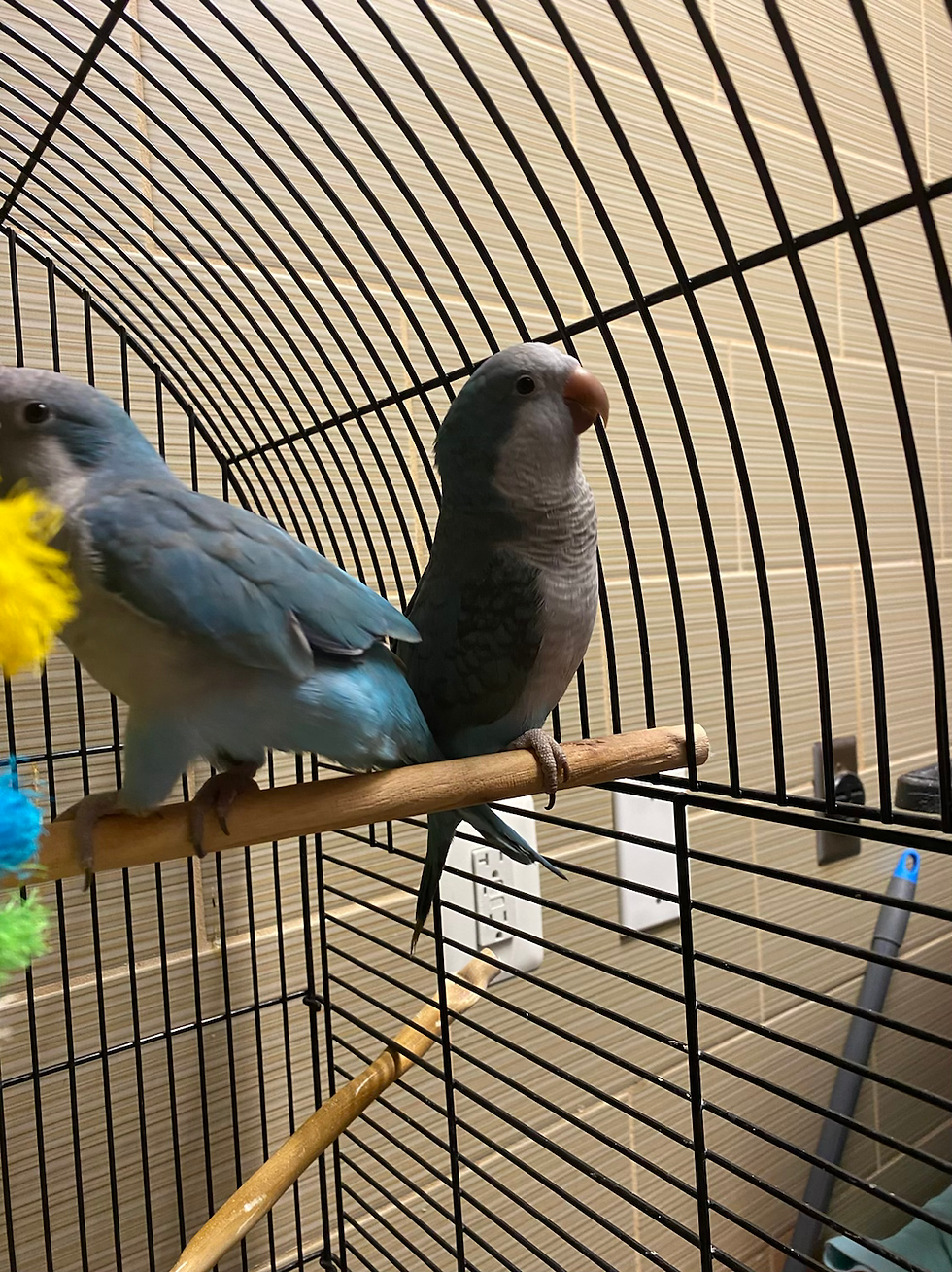 Thumbnail: Quaker Parrots 