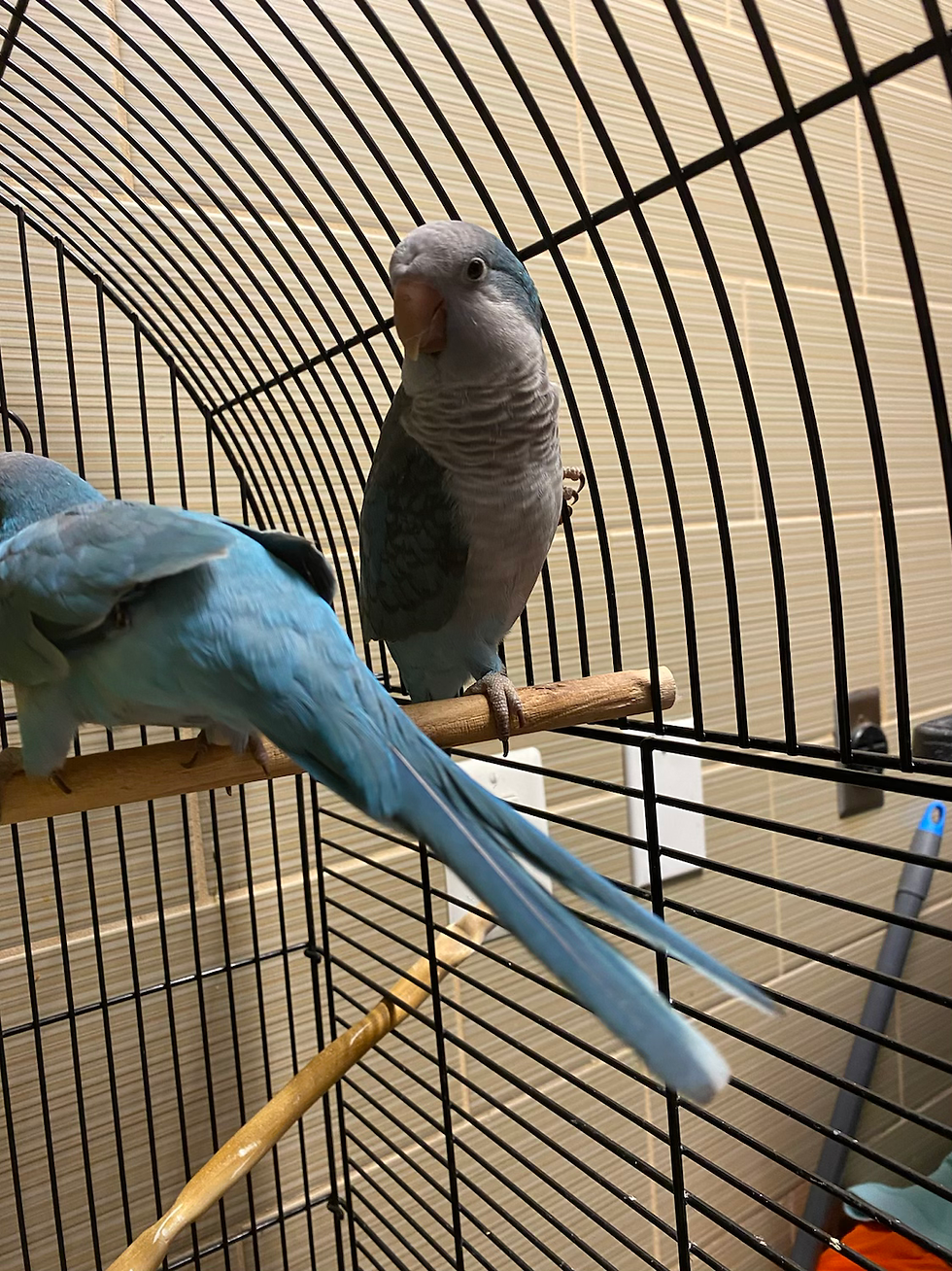 Thumbnail: Quaker Parrots 