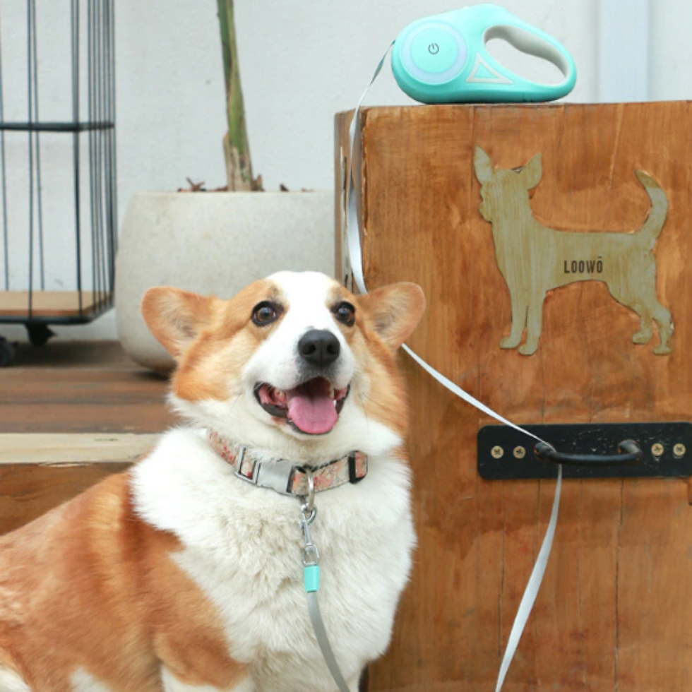Thumbnail: Automatic Retractable Lighting Dog Leash