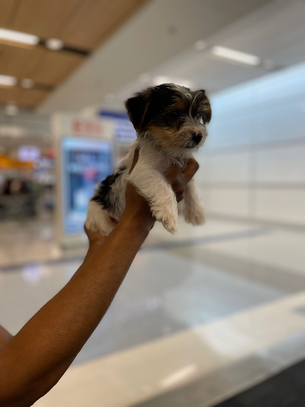 Thumbnail: Male Parti Yorkie