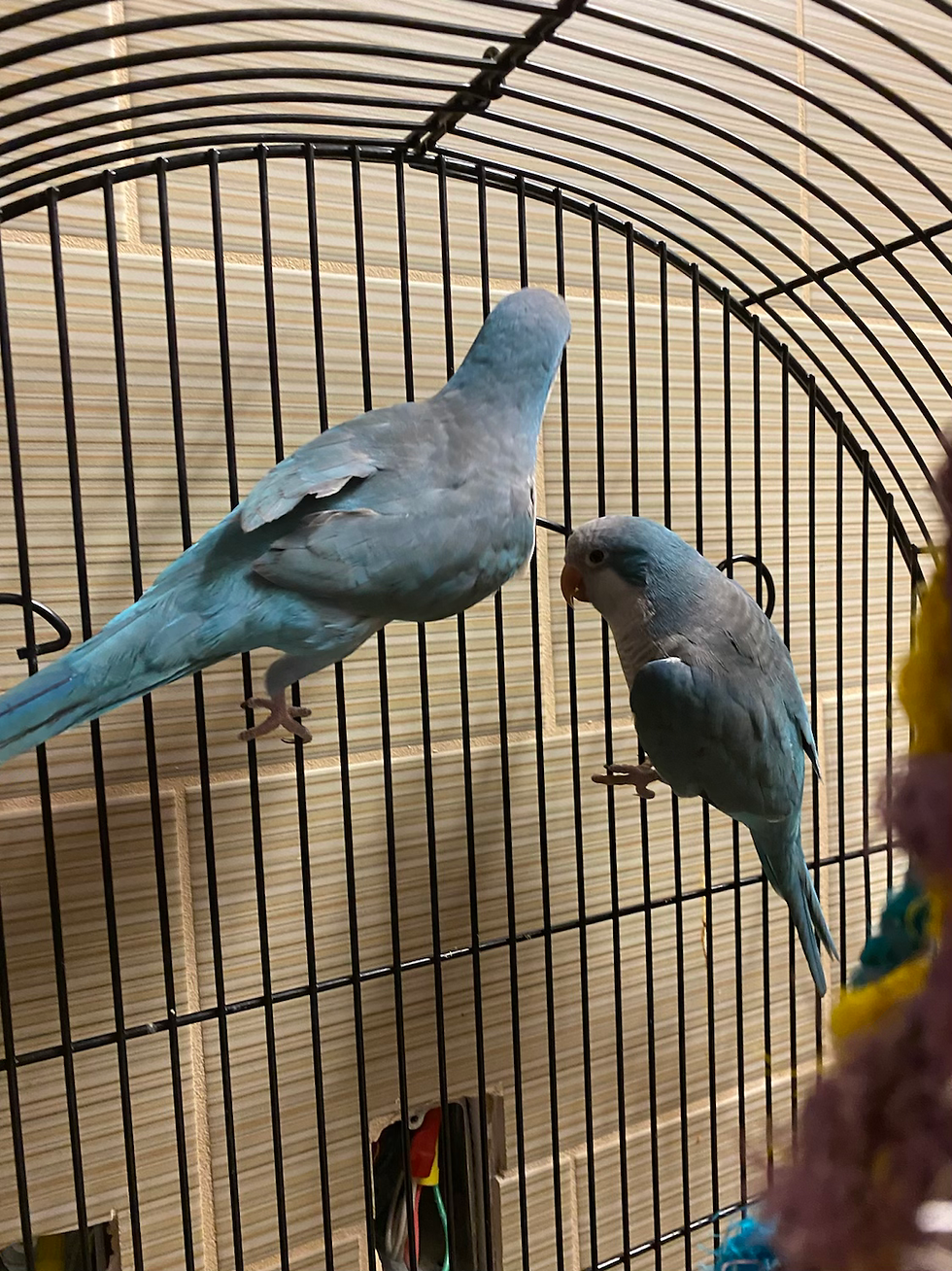 Thumbnail: Quaker Parrots 