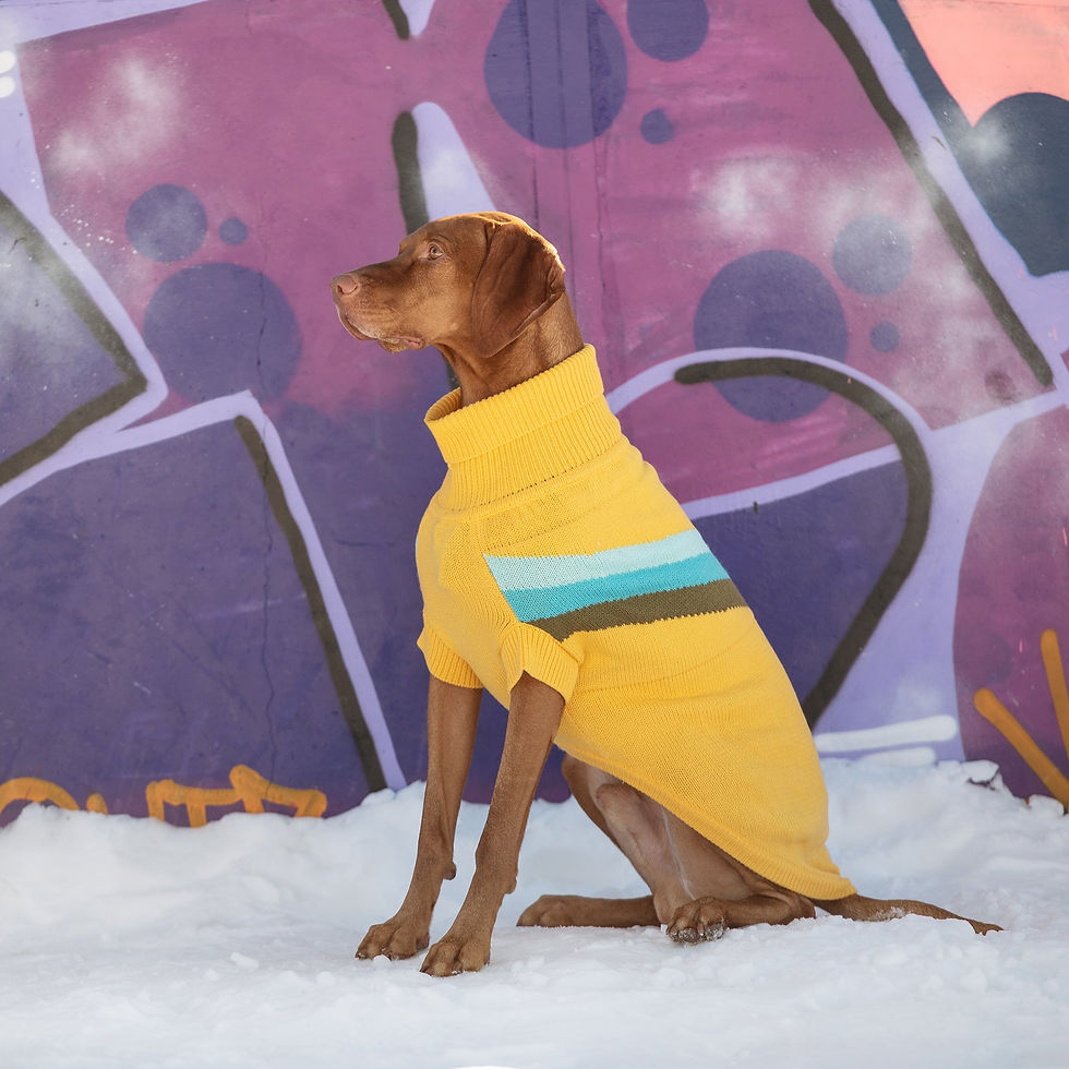Thumbnail: Alpine Sweater - Yellow
