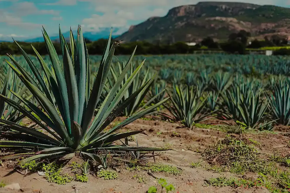 agave-espadin-featured.webp