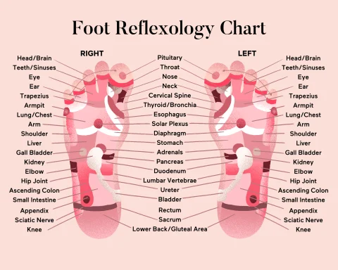 Reflexology Chart