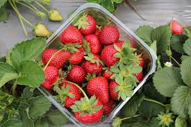 Strawberries - Power Food or Poison - Things no one tells you