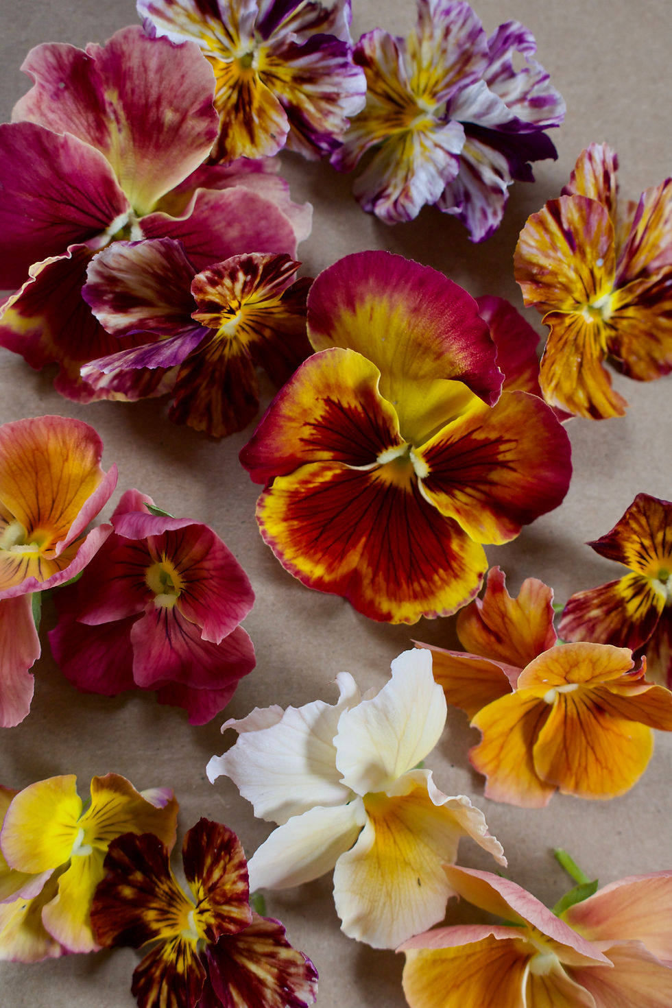 Thumbnail: Edible Viola - Palette Specific