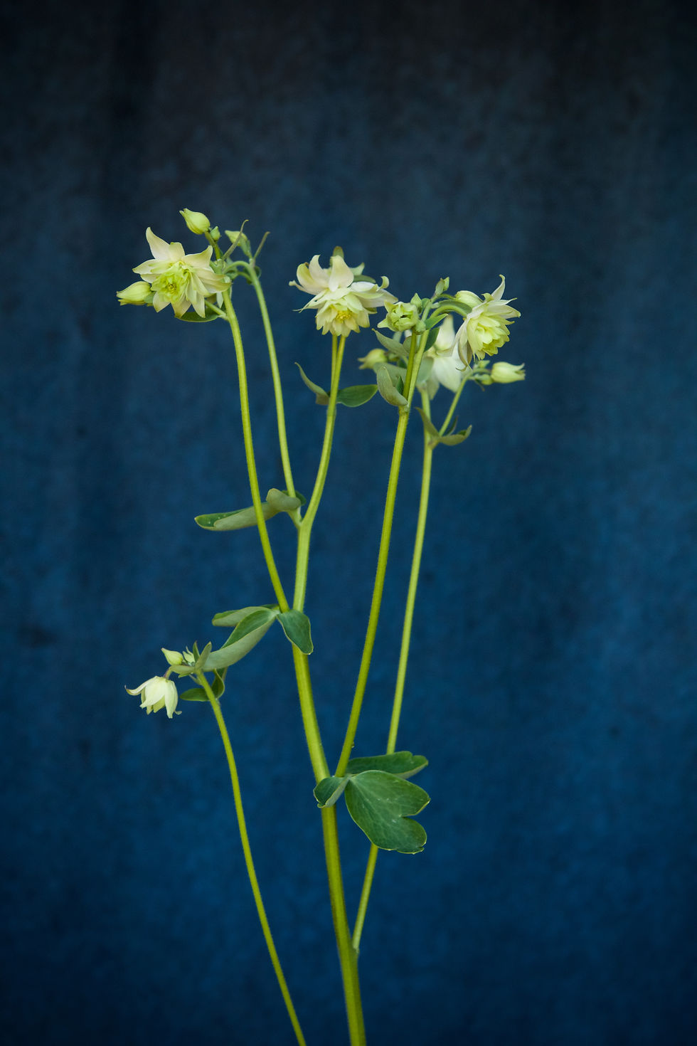 Aquilegia - White Barlow (st)
