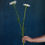 Thumbnail: Shasta Daisy (bu)